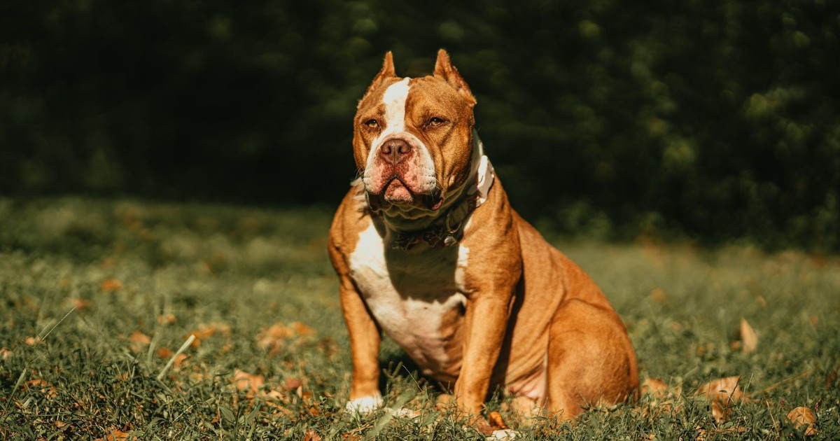 Una mujer fue condenada por el ataque de un perro que mató a su prima de 19 años