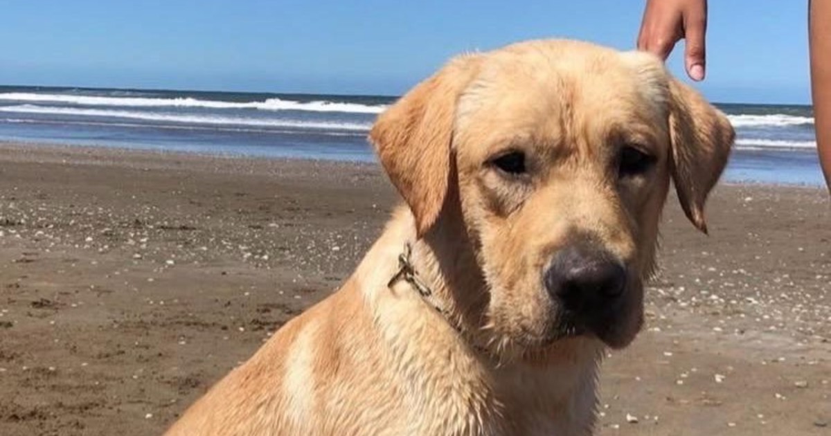 Murió Quino, el perro que buscó personas vivas bajo los escombros del terremoto en Venezuela Murió Quino, el perro que buscó personas vivas bajo los escombros del terremoto en Venezuela