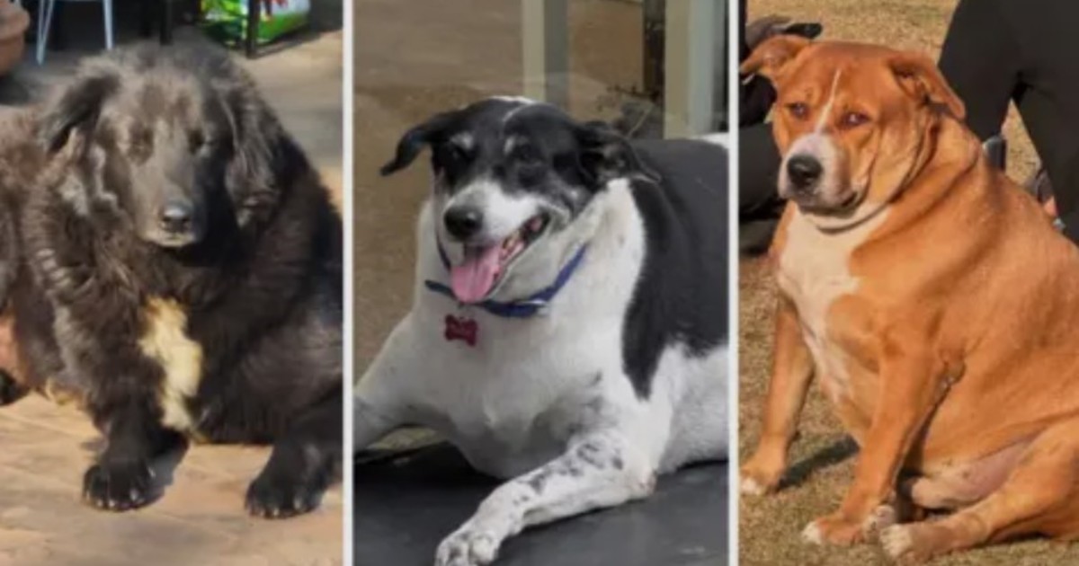 Furor en la India por un concurso para coronar al perro callejero más gordo