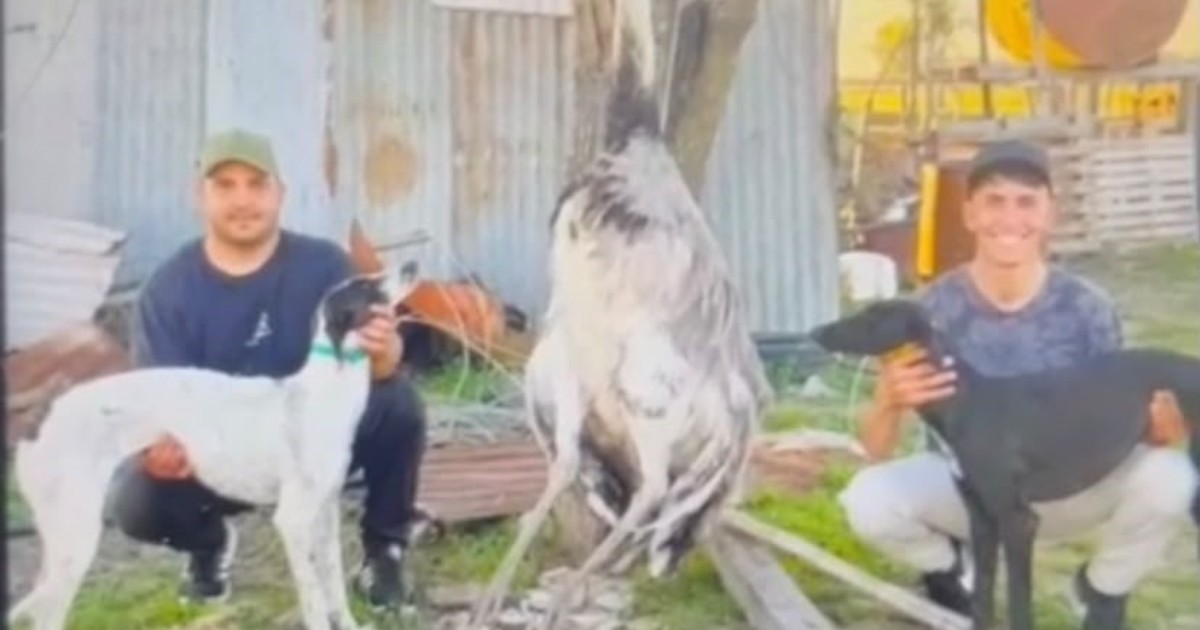 Tenía un ñandú como mascota desde que era un huevo y se lo mataron con dos galgos en el medio del campo