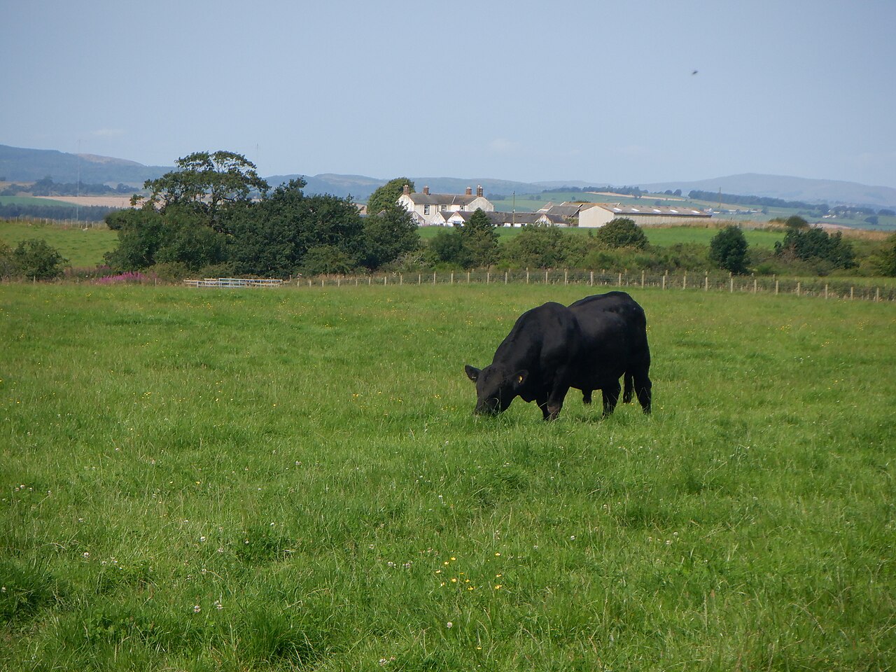 Un toro Angus negro pastando en un campo verde