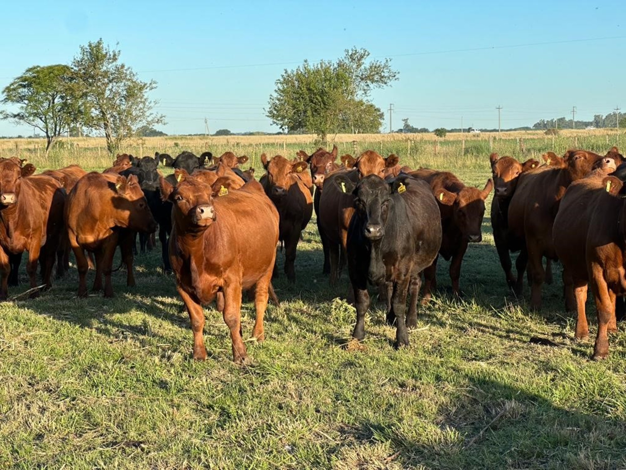 Los precios de la hacienda empiezan a quedar por debajo de la inflación y la faena de vaquillonas sigue alta para recomponer el stock