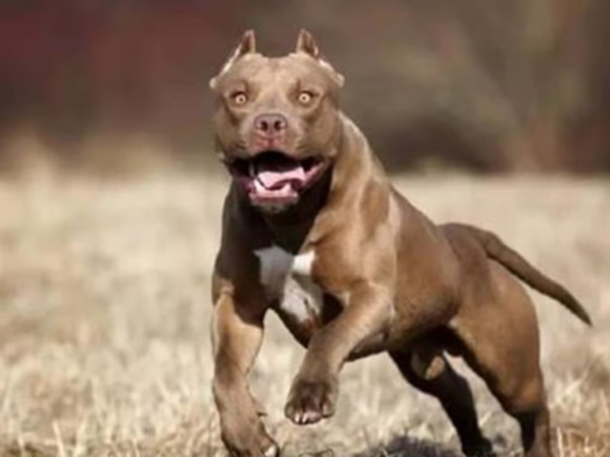 Una nena de 2 años sufrió graves heridas al ser atacada por un pitbull en Córdoba