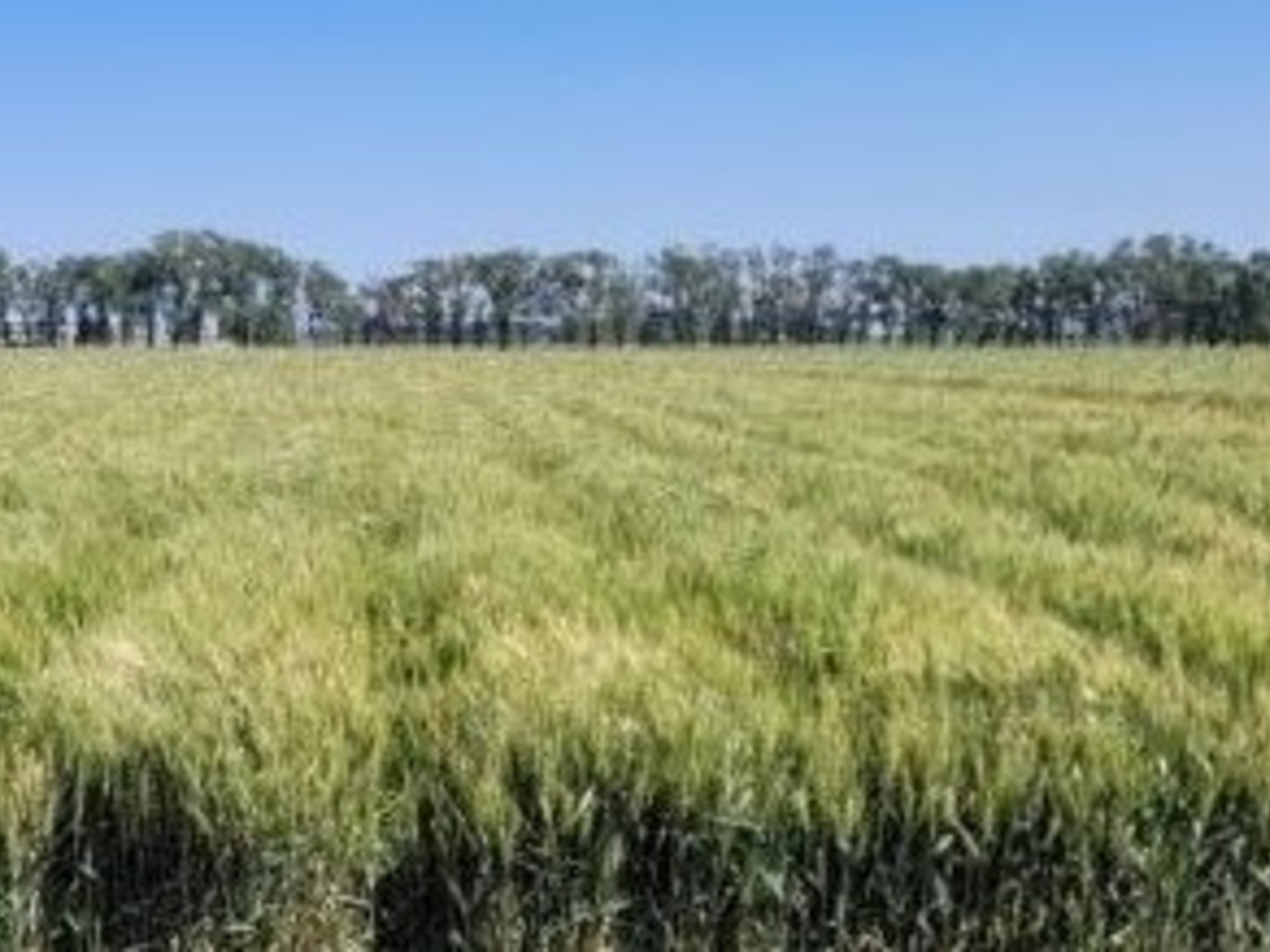 Llegaron las lluvias de El Niño: alivio para el trigo y mejores perspectivas para la siembra de soja