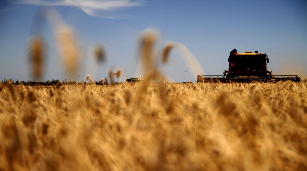 Arranca la cosecha de trigo en Santiago del Estero con buenas expectativas y la mirada puesta en el calor